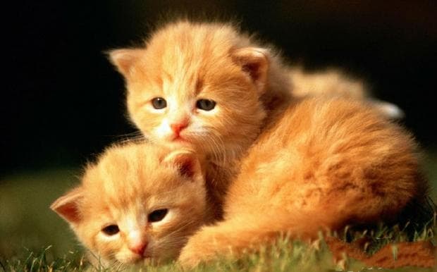 教你识破猫咪假孕