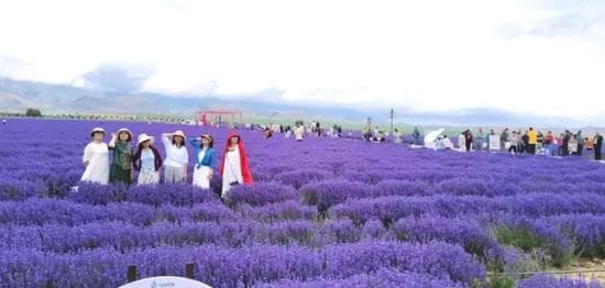 伊犁天山花海旅游景区迎来游客高峰