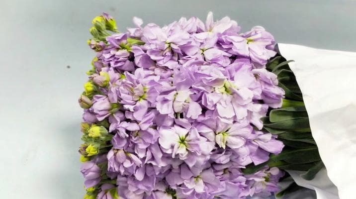 紫罗兰花语：不同场合下的赠送指南
