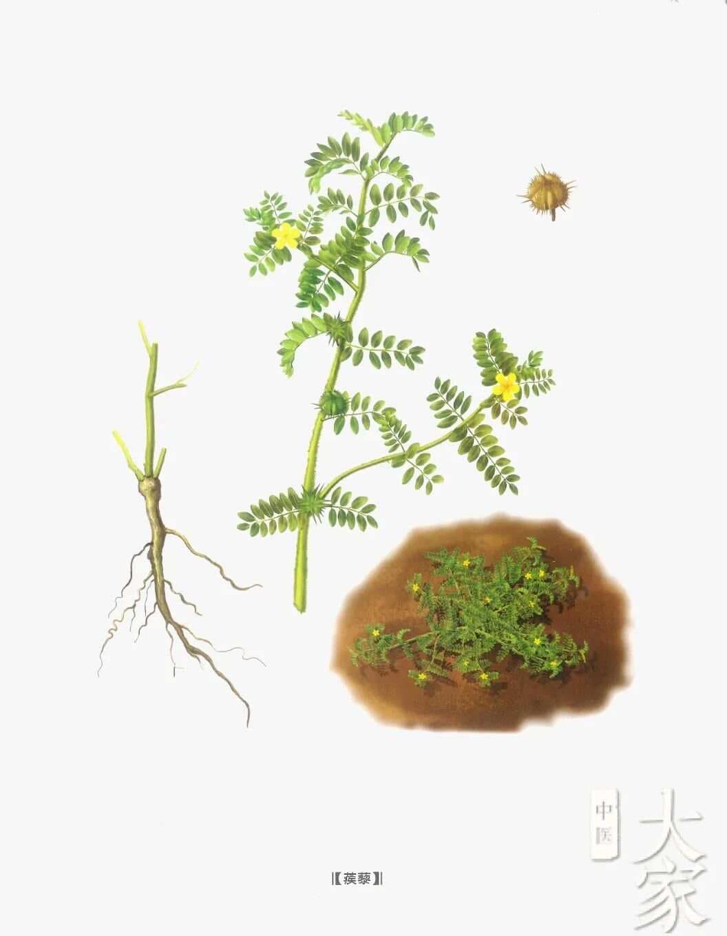 白蒺藜与黄连治疗胃肠息肉及炎症的经典依据与临床心得