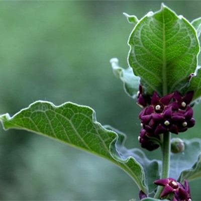 白薇：一种具有重要药用价值的草本植物