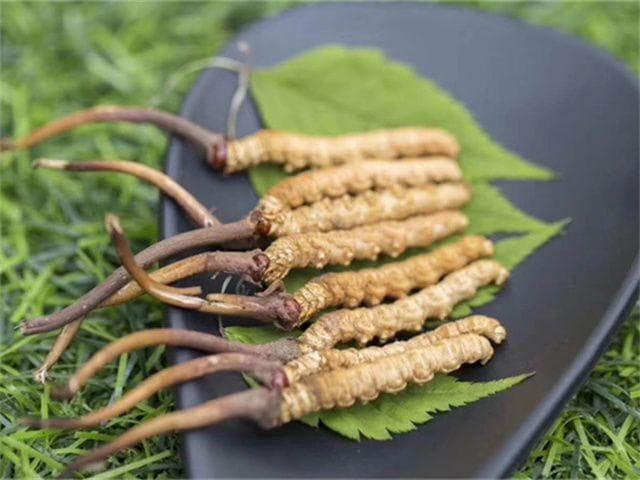 冬虫夏草的4种食用方法和带来的健康益处