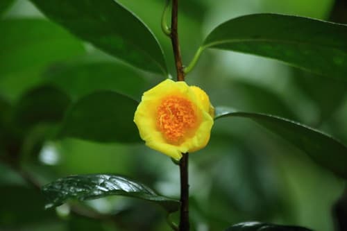 植物界的大熊猫——金花茶