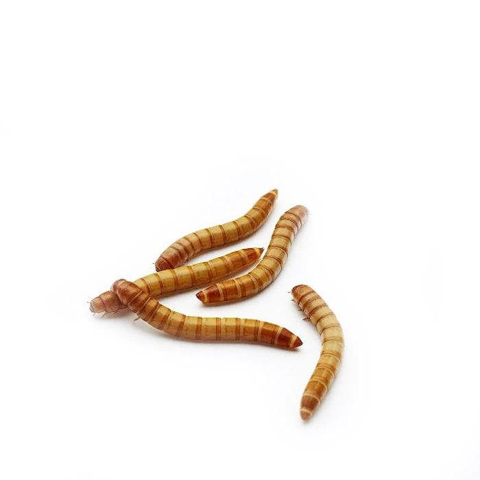 黄粉虫：一种能降解塑料的高蛋白昆虫，养殖技术简单
