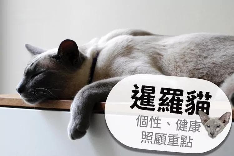 关于暹罗猫：个性、饮食、健康与照顾要点
