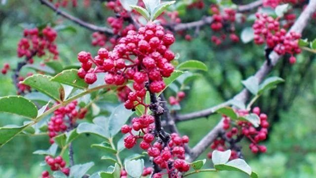 花椒，除了是佐料，还有这些妙用？