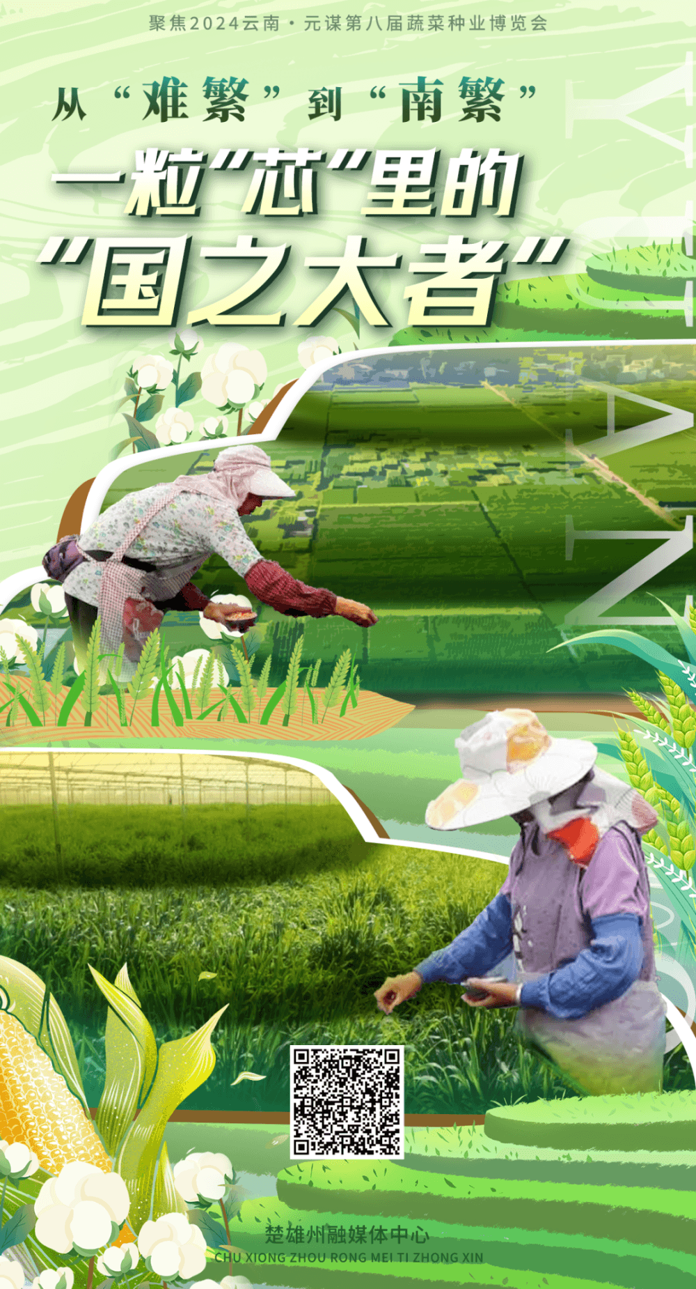 从“难繁”到“南繁” | 一粒“芯”里的“国之大者”