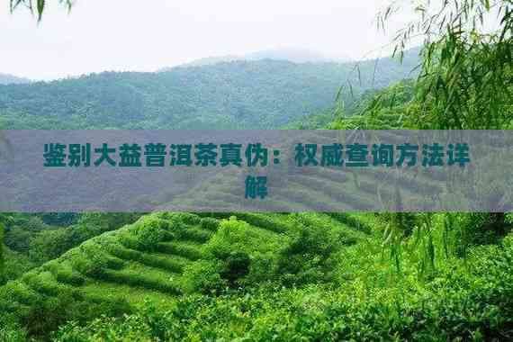 鉴别大益普洱茶真伪：权威查询方法详解