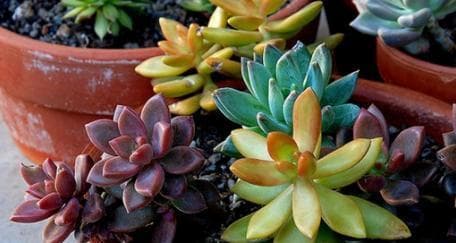 多肉植物春天浇水技巧？如何避免过度浇水导致根腐？