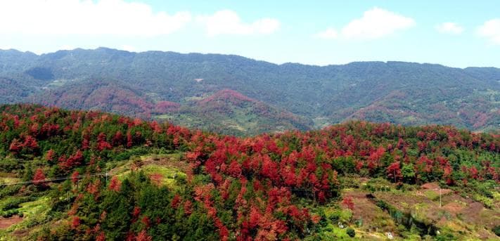 松材线虫病的发生、识别及防治（详解版）