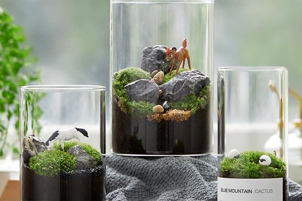 制作微景观植物有哪些 微景观常用植物介绍