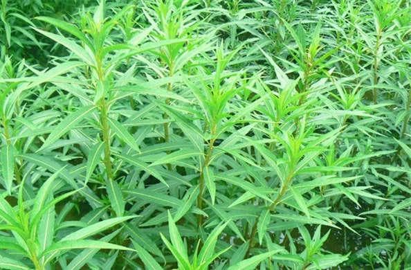 赶黄草的功效与作用及用法,赶黄草伤肾的副作用