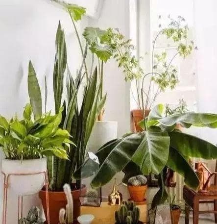 秋冬季节养花指南：让花草安全过冬的实用技巧