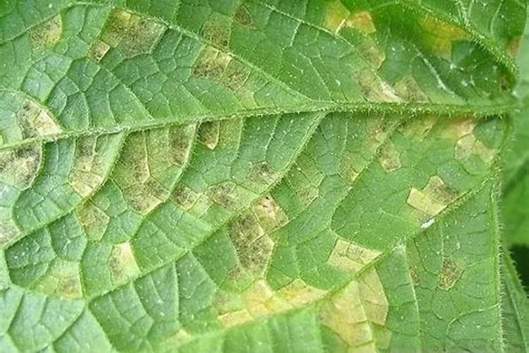 战胜黄瓜霜霉病：有效防治策略与最佳药剂选择