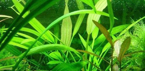 水草植物的种类与栽培（了解水草的分类、特点和养护技巧，打造优美的水草景观）