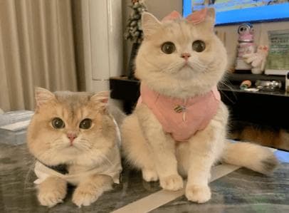 当心！猫咪不吃可能是大问题——全面指南帮你识别并应对！