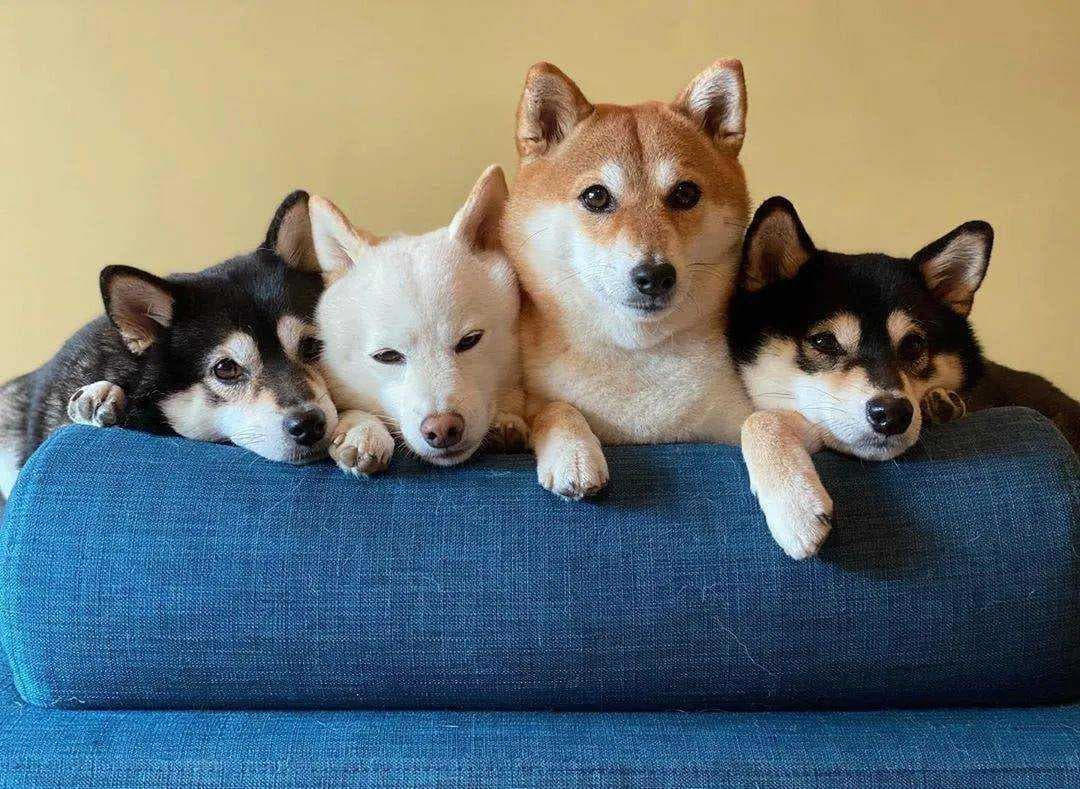 犬蠕形螨病：症状、诊断与防治全攻略