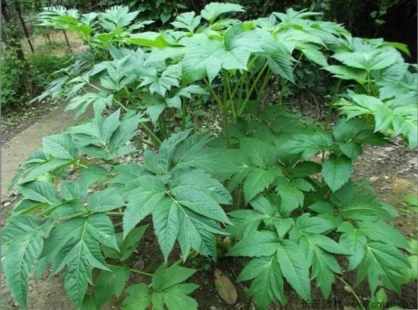 黄荆子的播种时间及中药材种植推荐