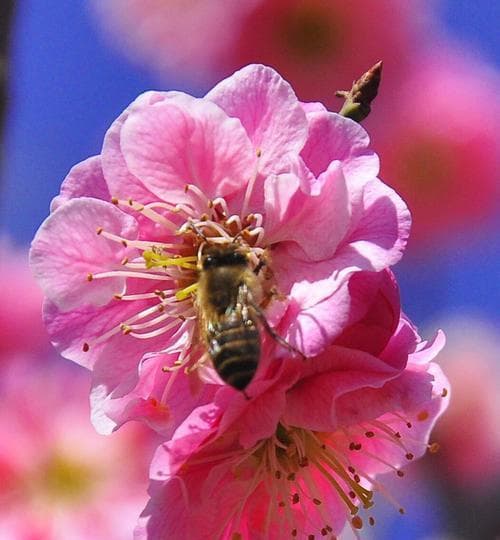 梅花花语：深入解读与寓意探索