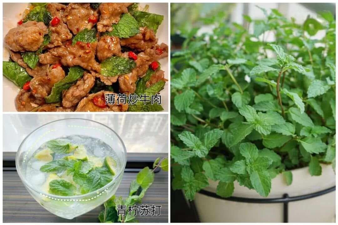 春天到，种点香料吧！家庭可种植香料指南