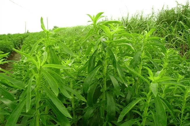 甜叶菊：一种天然甜味剂植物