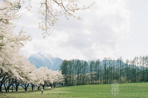 天启四骑士象征：电影解读与文化寓意