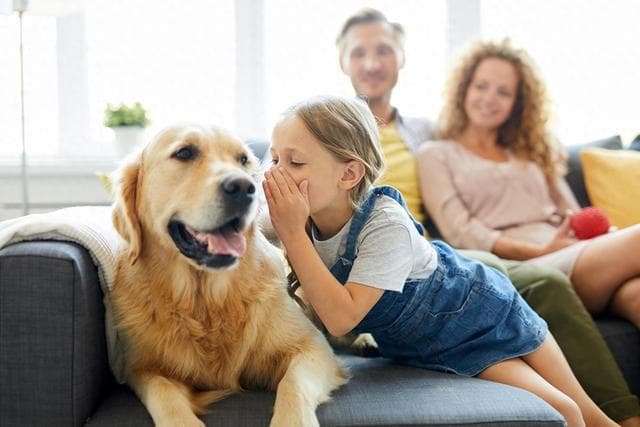 研究发现犬类在处理语言时反应较慢 掌握节奏可以增强其理解力