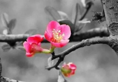 一剪梅是什么起源：周邦彦还是李清照？