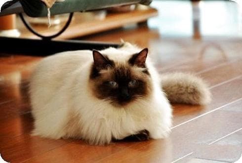 布偶猫重点色：外观、价格与性格全解析