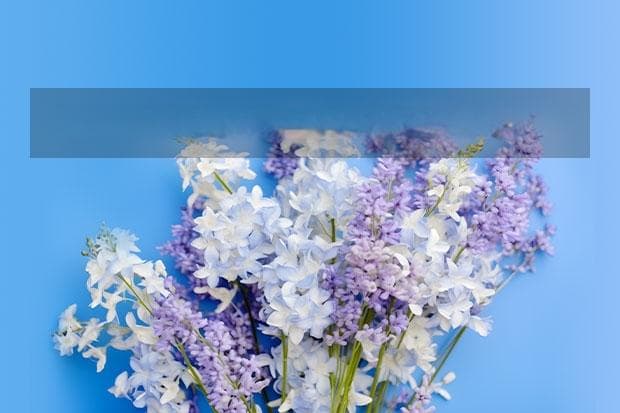 100种常见花的花语 各种花的寓意及花语象征大全