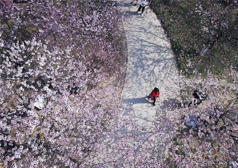 “朵朵开”“挤着开”“低头开”……长得差不多的花这些动作“出卖”了它