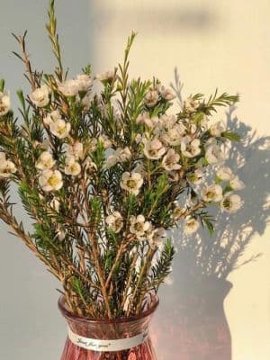 澳洲腊梅怎样水养？腊花如何水培