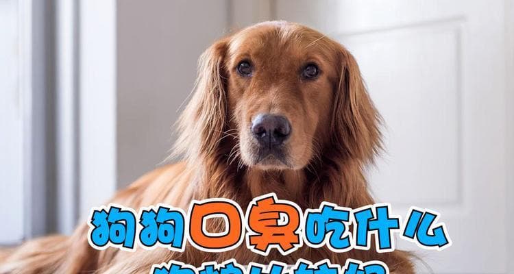 狗狗健康饮食指南：从基本原则到实用食谱