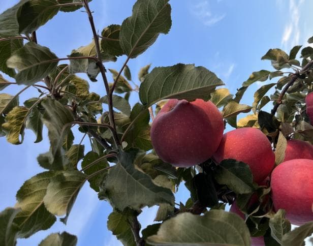 静宁果农王恩科：苹果花芽转化期综合管理技术