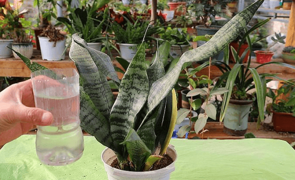 虎皮兰浇水全攻略：不同季节的正确养护方法