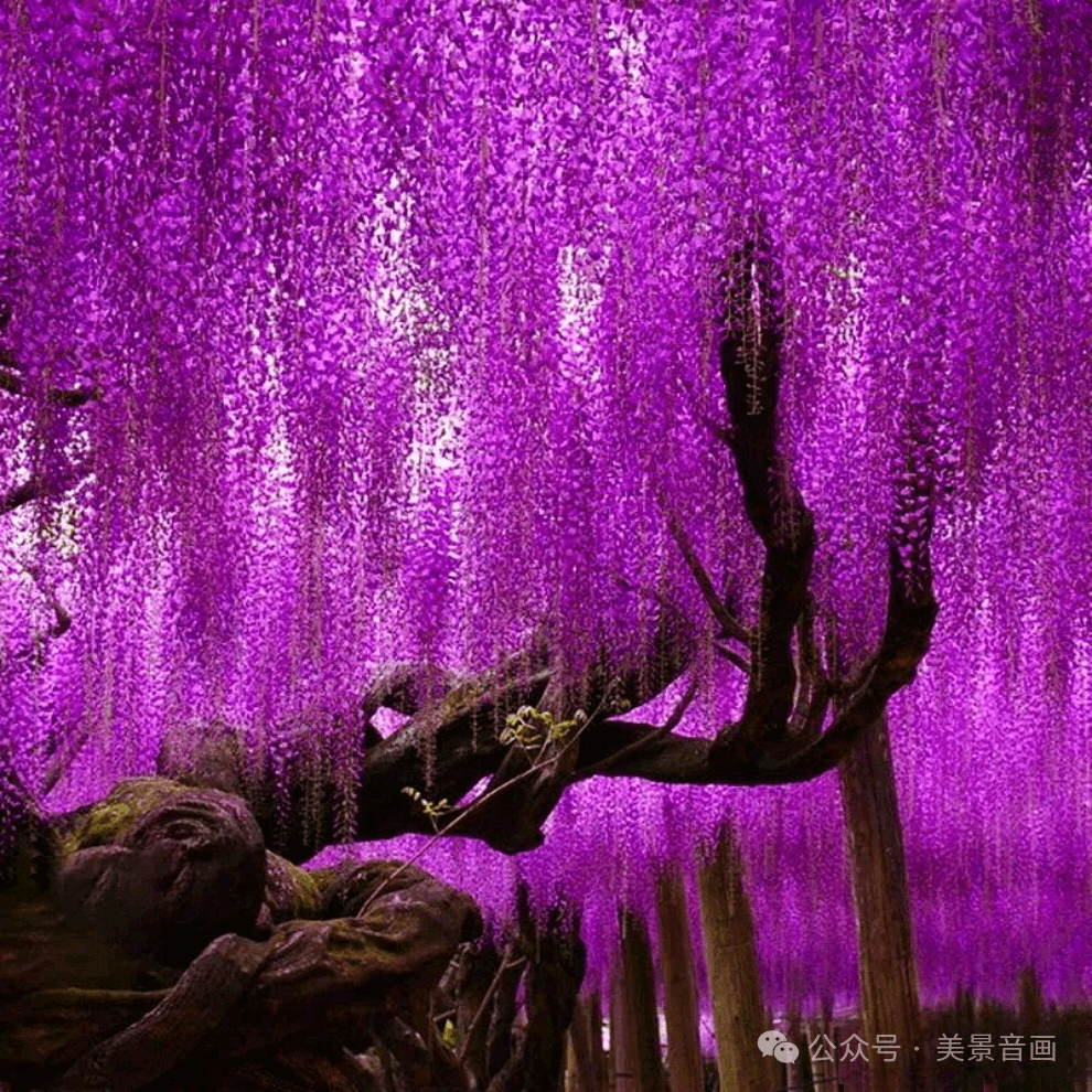 紫气东来！瀑布一般的紫藤花，美醉了！