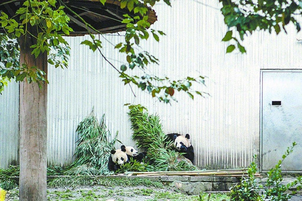 近距离感受我国野化放归大熊猫新成果