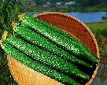 黄瓜可以生吃吗？（生吃黄瓜的好处与注意事项。）