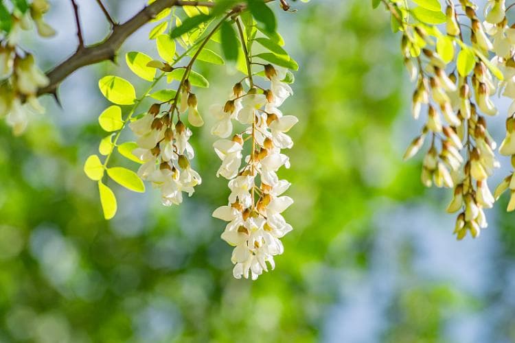 季羡林：槐花