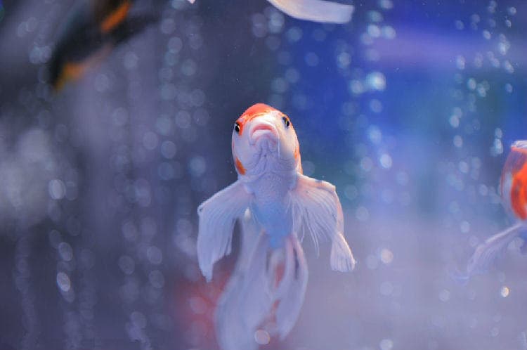 水族箱生物性白浊的原因及解决对策