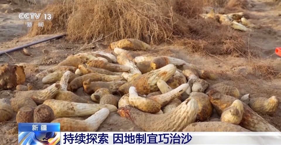 走！去塔克拉玛干沙漠，看"锁边"工程的N种模式