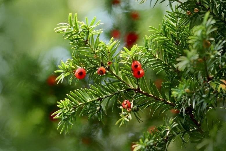 取自“植物界国宝”，代表合成科学“圣杯”，紫杉醇不一般！