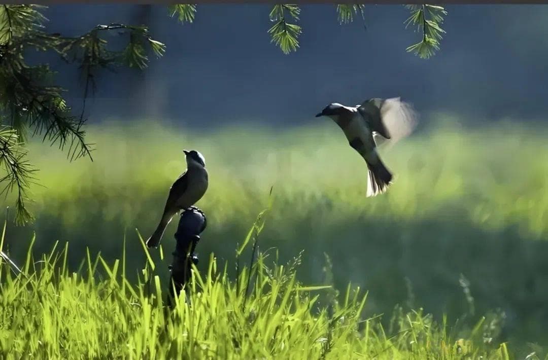 万物苏生曲，诗绘自然情——七律·春醒赏析