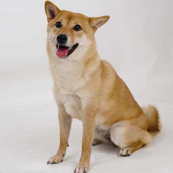 养中华田园犬到底难不难？看完这篇你就明白了！