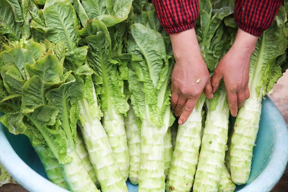 莴笋晒干为什么叫贡菜？