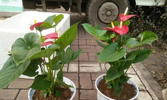花卉种植环境要求全解析：光照、水分、土壤和温度