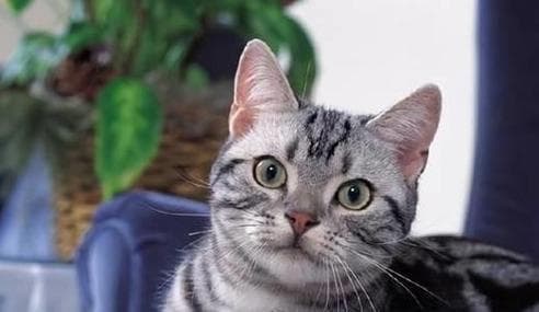 最适合家庭饲养的短毛猫品种（探索除英国短毛猫外的其他五种理想宠物伙伴）