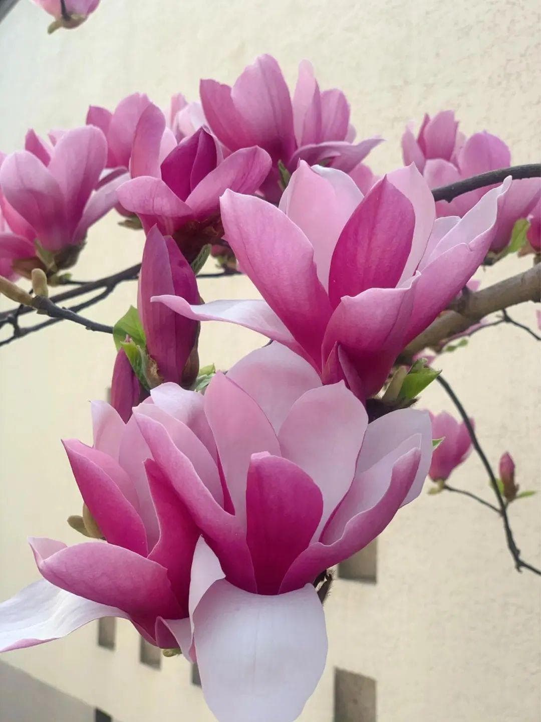 【花卉科普】每天认识一种花-玉兰