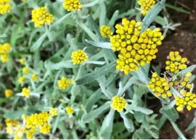 清明节必吃的野菜，人称“清明菜”，过去常用来祭祖，开花更好吃
