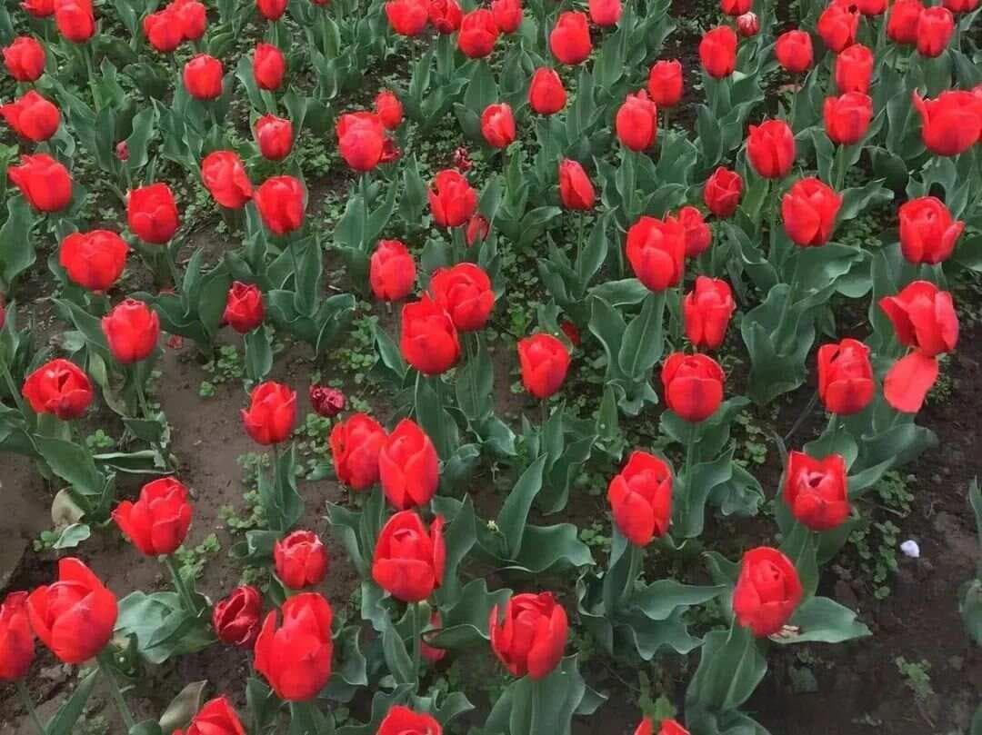 上好课的关键在于课堂管理